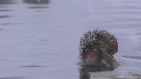 A-baby-monkey-alone-in-a-hot-spring