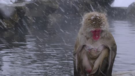 Monkey-standing-under-the-snow-near-a-hot-spring