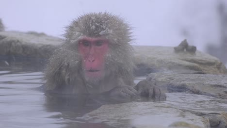 Ein-Einsamer-Affe,-Der-Eine-Heiße-Quelle-Genießt