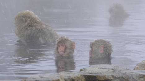 Eine-Familie-Von-Affen,-Die-Heiße-Quellen-Unter-Dem-Schnee-Genießen