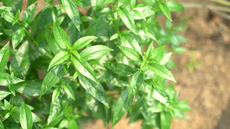 A-variety-of-medicines-are-prepared-from-Andrographis-Paniculata-leaf-or-kalmegh