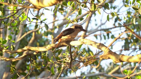 Golden-sunset-wildlife-close-up-shot-capturing-a-wild-laughing-kookaburra,-dacelo-novaeguineae-perching-on-tree-branch,-looking-and-wondering-around-its-surrounding-environment,-staring-at-the-camera