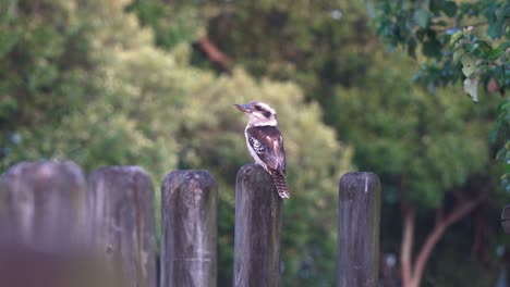 Laughing-kookaburra,-dacelo-novaeguineae-perched-on-wood-block,-trying-to-catch-flying-invertebrates,-attacking-by-flock-of-aggressive-noisy-miner,-trying-to-claim-territory,-Wynnum-Queensland