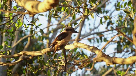 Wild-laughing-kookaburra,-dacelo-novaeguineae-terrestrial-tree-kingfisher-spotted-perching-on-tree-branch-in-its-natural-habitat-at-sunset-golden-hours,-handheld-motion-close-up-shot