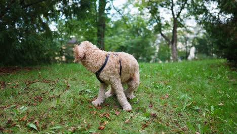 Goldendoodle-dog-sitting-on-green-grass-and-turns-around-in-slow-motion