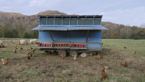 Wide-static-footage-of-a-guard-dog-sleeping-under-a-chicken-coop-on-the-farm-while-chickens-go-about-their-business