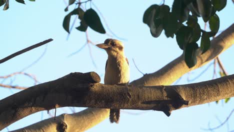 Cute-little-laughing-kookaburra,-dacelo-novaeguineae-perching-on-tree-bough-at-beautiful-sunset-golden-hours,-alerted-by-surrounding-and-suddenly-fly-away