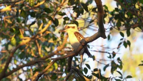 Wild-kingfisher-species,-laughing-kookaburra,-dacelo-novaeguineae-with-natural-ability-of-head-stabilization,-perching-on-tree-branch-and-swaying-in-the-wind-at-sunset-golden-hours