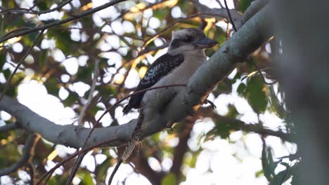 Beautiful-wildlife-shot-capturing-a-wild-laughing-kookaburra,-dacelo-novaeguineae-perching-on-tree-bough-against-green-foliages-at-sunset-golden-hours,-Wynnum,-Queensland,-handheld-motion-close-up