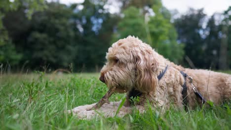 Goldendoodle-dog-gnawing-dry-branch-lying-on-a-grassy-meadow-in-a-park
