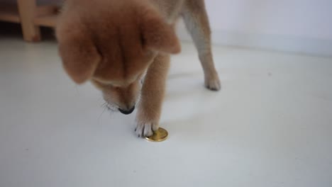 Shiba-Inu-cub-playing-with-a-doge-crypto-gold-coin