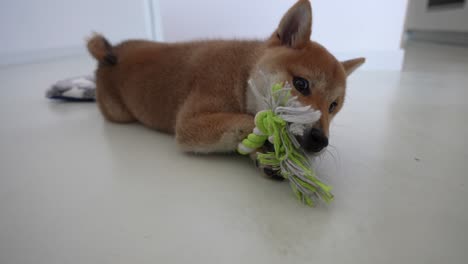 Shiba-Inu-cub-playing-with-dog-puppy-toy-alone-at-home-on-the-ground