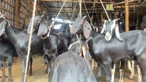 Cabras-Negras-De-Bengala-A-La-Venta-En-Una-Carnicería-En-Bangladesh