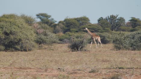 Giraffe-walking-in-african-savannah-with-bushes,-second-one-follows