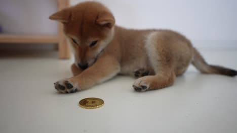 Shiba-Inu-cub-with-a-doge-crypto-gold-coin