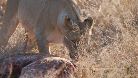 Lioness-biting-into-bloody-giraffe-carcass-in-african-savannah-grass
