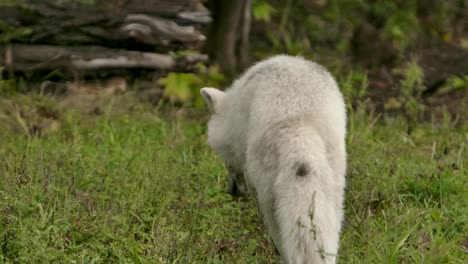 arctic-wolf-sniffing-around-and-walking-away