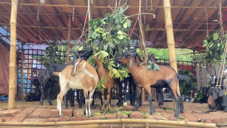 Black-Bengal-goats-eating-leaf-at-a-farm-hut-in-Bangladesh