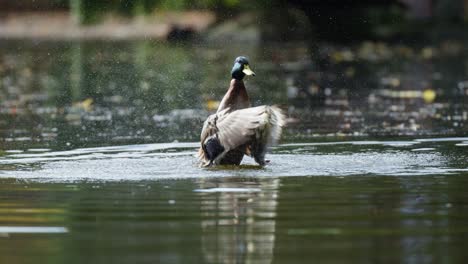 Mallard-Duck-Flapping-Wings-After-Bathing-in-Water---Slow-Motion