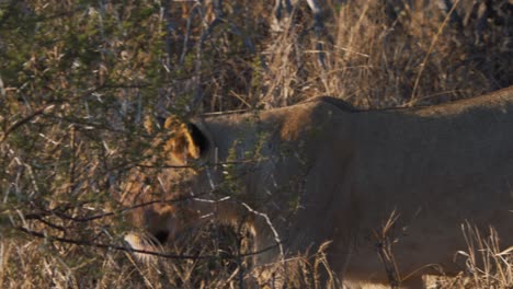 Solitary-lioness-walking-in-african-savannah-grass-behind-thorny-bush