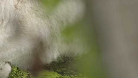 arctic-wolf-walking-through-algae-swamp-closeup-handheld-filmed-through-the-bush
