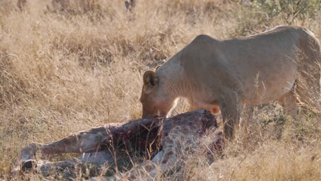 Lioness-guarding-its-half-eaten-giraffe-carcass-prey-in-savannah-grass