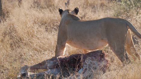 Lioness-standing-triumphant-over-bloody-giraffe-carcass-in-savannah