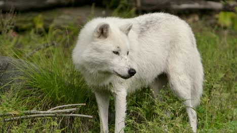 arctic-wolf-looking-at-you,-looks-away-closeup-slomo