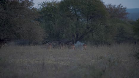 Impala-Antilopenherde-Weidet-In-Der-Abenddämmerung-Unter-Bäumen-In-Der-Afrikanischen-Savanne