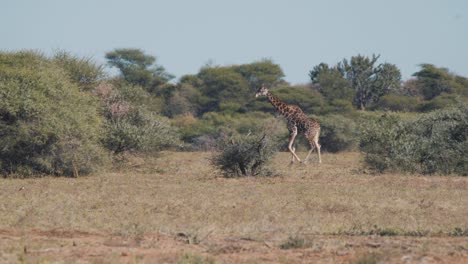 Solitary-tall-giraffe-walking-gracefully-in-african-savannah-bush