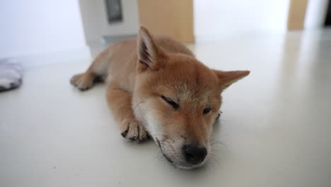 Cachorro-Shiba-Inu-Descansando-En-El-Piso-De-La-Casa