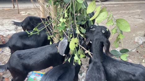 Cabras-Negras-De-Bengala-Comiendo-Hojas-De-Jaca-Colgadas-En-Un-Grupo-En-Bangladesh