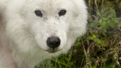 arctic-wolf-licking-lips-after-drinking-swamp-water-with-algae