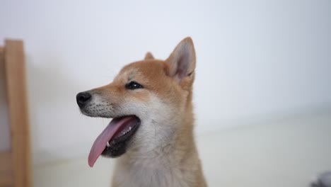 Divertido-Shiba-Inu-Cachorro-Sonriendo