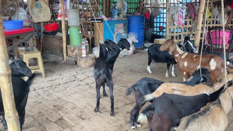 Cabras-Negras-De-Bengala-A-La-Venta-En-Una-Carnicería-En-Bangladesh