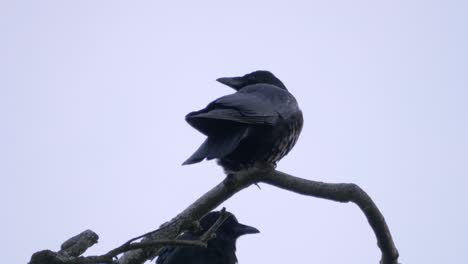 Schwarze-Gefiederte-Vögel,-Die-Auf-Einem-Baumzweig-Mit-Grauem-Himmelshintergrund-Sitzen