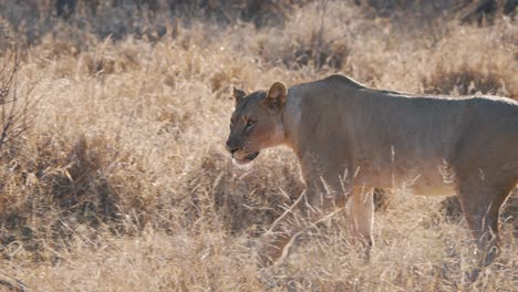 Growling-predator-lioness-prowling-dry-african-savannah-grass-alone