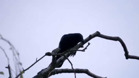 Schwarzer-Vogel,-Der-Auf-Einem-Baum-Sitzt.-Himmel-Hintergrund