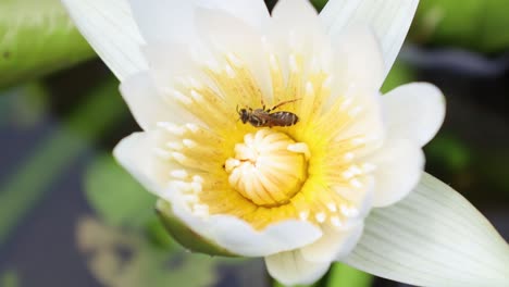 Honey-bee-collecting-pollen-at-white-lotus-flower