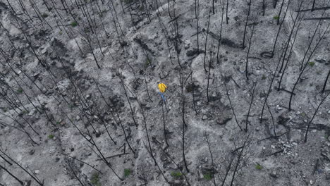 Male-inspecting-wildfire-destruction-remains-of-burnt-woodland-trees-Birdseye-aerial-view