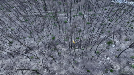 Male-surveys-remains-of-woodland-trees-in-wildfire-disaster-descending-top-down-aerial-view
