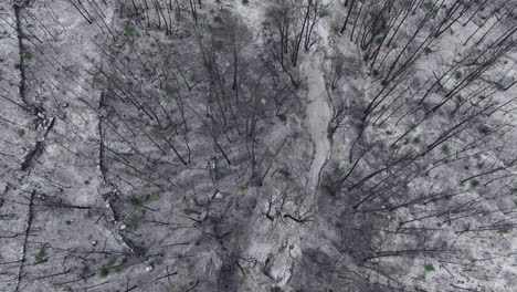 Aerial-view-above-male-surveyor-inspecting-wildfire-forest-trees-damage-Birdseye-top-down-shot