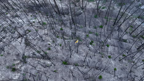 Male-walking-through-charred-remains-of-burnt-forest-trees-aerial-top-down-view