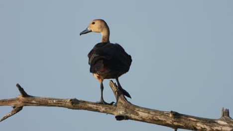 Whistling-Duck-in-tree---pond-area-