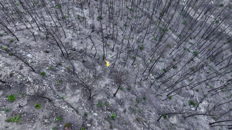 Male-inspecting-remains-of-forest-trees-wildfire-damage-top-down-aerial-view