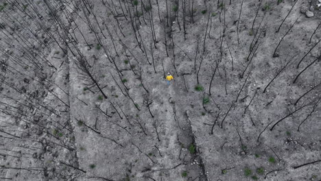 Male-walking-through-wildfire-remains-to-survey-burnt-woodland-trees-aerial-Birdseye-view