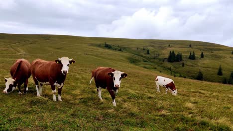 Slow-motion-of-a-herd-of-cows-in-the-mountains