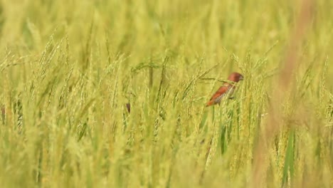 Scaly--breasted-munia-in-rice-field-