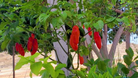 Venezuelan-Aji-dulce-Bell-pepper-planting-in-ORGANIC-garden