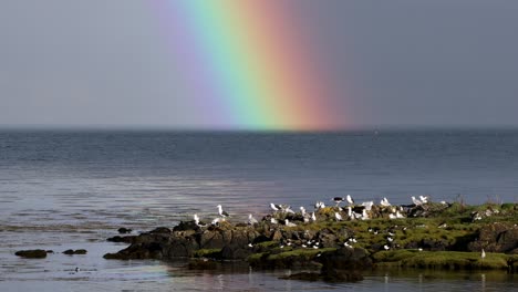 rainbow-over-gull-colony-by-the-sea,-Mull,-Highlands,-Scotland